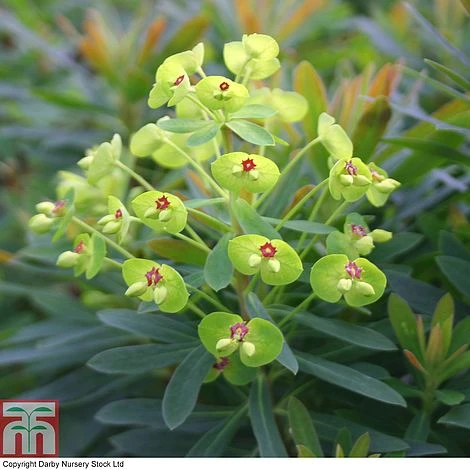 Euphorbia X Martini 'Baby Charm' 3 Euphorbia X Martini 'Baby Charm'