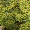 Euphorbia X Martini -Perfect Greenery EUPH T82206 A