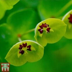 Euphorbia X Martini -Perfect Greenery EUPH T82206 C