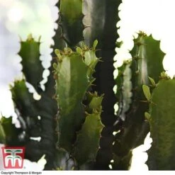 Euphorbia Acrurensis -Perfect Greenery EUPH tka6944 B