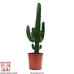 Euphorbia Acrurensis -Perfect Greenery EUPH tka6944 E