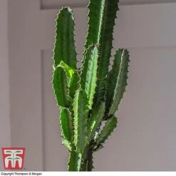 Euphorbia Acrurensis -Perfect Greenery EUPH tka6944 G