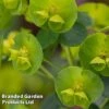 Euphorbia Amygdaloides Var. Robbiae -Perfect Greenery EUPH ROBBIAE W50533