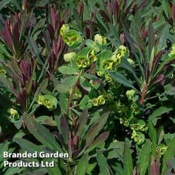 Euphorbia Martinii 'Walberton's Ruby Glow' -Perfect Greenery EUPH RUBYGLOW S45001