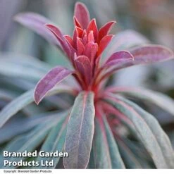Euphorbia Martinii 'Walberton's Ruby Glow' -Perfect Greenery EUPH RUBYGLOW T01793