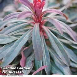 Euphorbia Martinii 'Walberton's Ruby Glow' -Perfect Greenery EUPH RUBYGLOW T01794