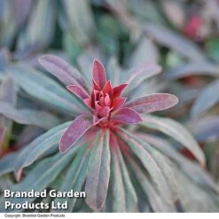 Euphorbia Martinii 'Walberton's Ruby Glow' -Perfect Greenery EUPH RUBYGLOW T01795