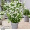 Exochorda 'Blushing Pearl' 1 Exochorda 'Blushing Pearl' -Perfect Greenery EXOC BLUSHINGP H39576