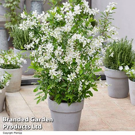 Exochorda 'Blushing Pearl' 3 Exochorda 'Blushing Pearl'