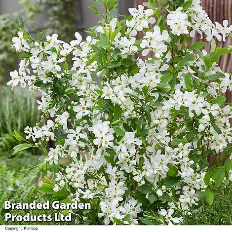 Exochorda 'Blushing Pearl' 4 Exochorda 'Blushing Pearl' - Image 2