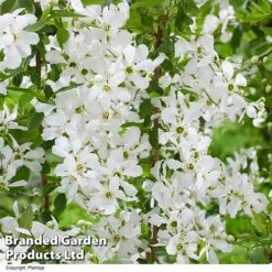 Exochorda 'Blushing Pearl' 12 Exochorda 'Blushing Pearl' -Perfect Greenery EXOC BLUSHINGP H39579
