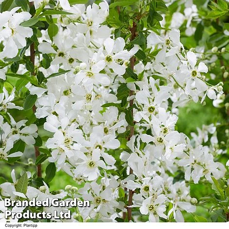 Exochorda 'Blushing Pearl' 5 Exochorda 'Blushing Pearl' - Image 3