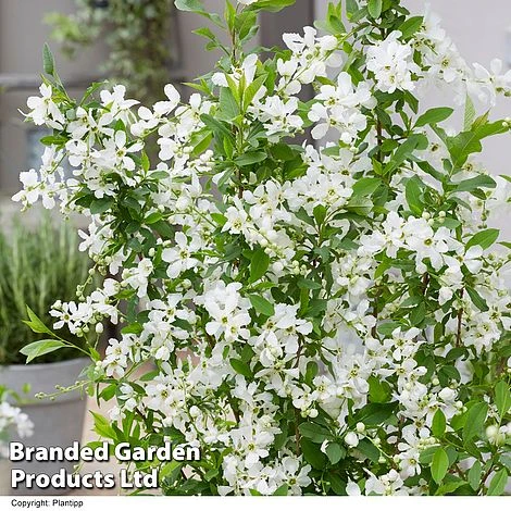 Exochorda 'Blushing Pearl' 6 Exochorda 'Blushing Pearl' - Image 4