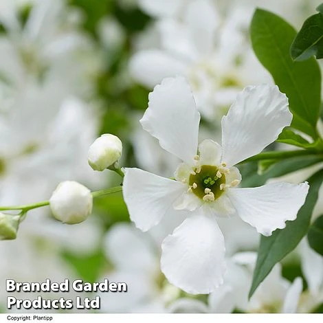 Exochorda 'Blushing Pearl' 7 Exochorda 'Blushing Pearl' - Image 5