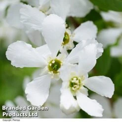 Exochorda 'Blushing Pearl' 15 Exochorda 'Blushing Pearl' -Perfect Greenery EXOC BLUSHINGP H39620