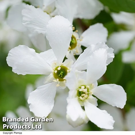 Exochorda 'Blushing Pearl' 8 Exochorda 'Blushing Pearl' - Image 6