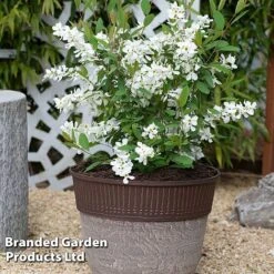 Exochorda 'Blushing Pearl' 17 Exochorda 'Blushing Pearl' -Perfect Greenery EXOC BLUSHINGP S34265