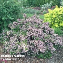 Escallonia 'Showstopper' -Perfect Greenery Escallonia Showstopper KC5064 C