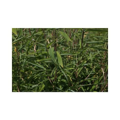 Umbrella Bamboo 'Selection' 4 Umbrella Bamboo 'Selection' - Image 2