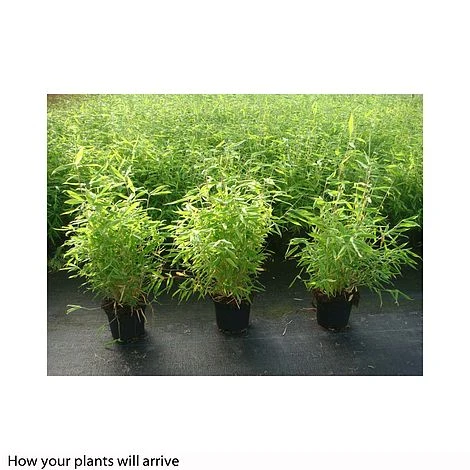 Umbrella Bamboo 'Selection' 3 Umbrella Bamboo 'Selection'