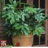 Fatsia Japonica -Perfect Greenery FATS T58117 A