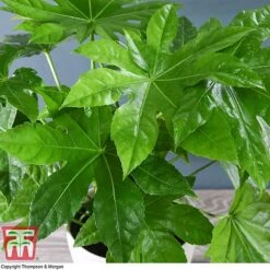 Fatsia Japonica -Perfect Greenery FATS T58117 B