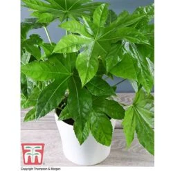 Fatsia Japonica -Perfect Greenery FATS T58117 C