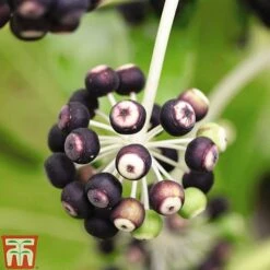 Fatsia Japonica -Perfect Greenery FATS T58117 D