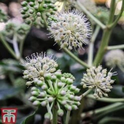 Fatsia Japonica -Perfect Greenery FATS T58117 E