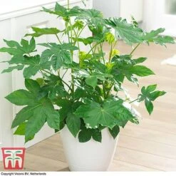 Fatsia Japonica -Perfect Greenery FATS T58117 G