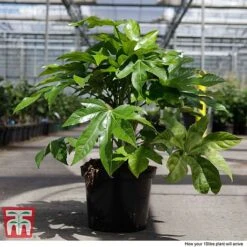 Fatsia Japonica -Perfect Greenery FATS T58117 H