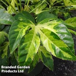 Fatsia 'Camouflage' -Perfect Greenery FATSIACAMOU KB7037 A