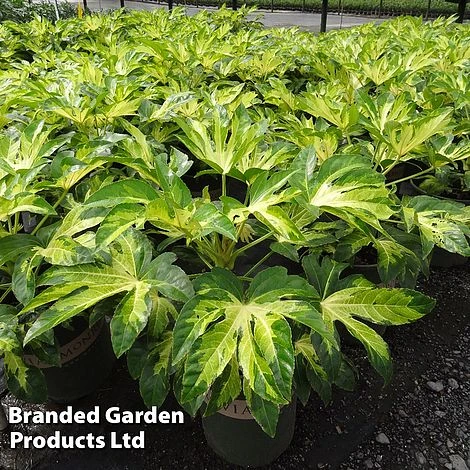 Fatsia Duo 4 Fatsia Duo - Image 2