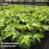 Fatsia 'Camouflage' -Perfect Greenery FATS CAMOUFLAG S350671