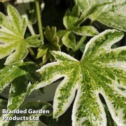 Fatsia Japonica 'Spiders Web' 17 Fatsia Japonica 'Spiders Web' -Perfect Greenery FATS SPIDERWEB L24505