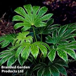 Fatsia Japonica 'Spiders Web' 18 Fatsia Japonica 'Spiders Web' -Perfect Greenery FATS SPIDERWEB L27144