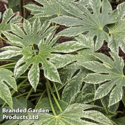 Fatsia Japonica 'Spiders Web' 19 Fatsia Japonica 'Spiders Web' -Perfect Greenery FATS SPIDERWEB L27145