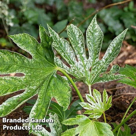Fatsia Japonica 'Spiders Web' 10 Fatsia Japonica 'Spiders Web' - Image 8