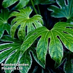 Fatsia Duo 9 Fatsia Duo -Perfect Greenery FATS SPIDERWEB L27147