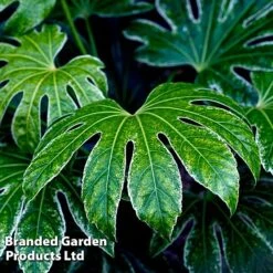 Fatsia Japonica 'Spiders Web' 21 Fatsia Japonica 'Spiders Web' -Perfect Greenery FATS SPIDERWEB L271471