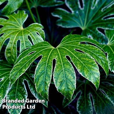 Fatsia Japonica 'Spiders Web' 11 Fatsia Japonica 'Spiders Web' - Image 9