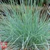 Festuca Glauca 'Elijah Blue' 1 Festuca Glauca 'Elijah Blue' -Perfect Greenery FEST T58073 A
