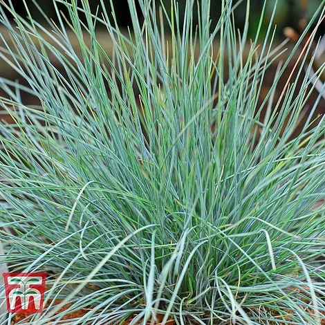Festuca Glauca 'Elijah Blue' 3 Festuca Glauca 'Elijah Blue'