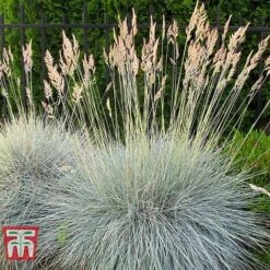 Festuca Glauca 'Elijah Blue' 8 Festuca Glauca 'Elijah Blue' -Perfect Greenery FEST T58073 B