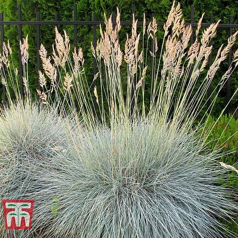 Festuca Glauca 'Elijah Blue' 4 Festuca Glauca 'Elijah Blue' - Image 2
