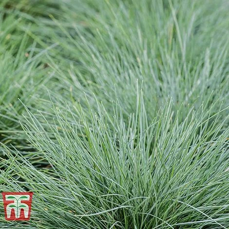Festuca Glauca 'Elijah Blue' 5 Festuca Glauca 'Elijah Blue' - Image 3
