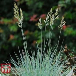 Festuca Glauca 'Elijah Blue' 10 Festuca Glauca 'Elijah Blue' -Perfect Greenery FEST T58073 D