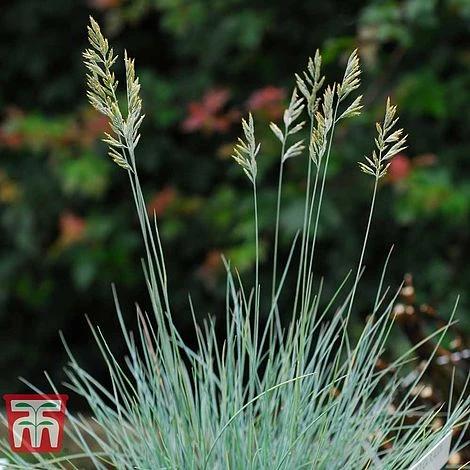 Festuca Glauca 'Elijah Blue' 6 Festuca Glauca 'Elijah Blue' - Image 4