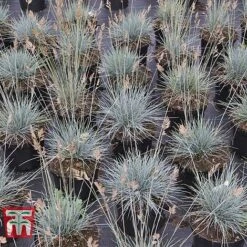 Festuca Glauca 'Elijah Blue' 11 Festuca Glauca 'Elijah Blue' -Perfect Greenery FEST T58073 E