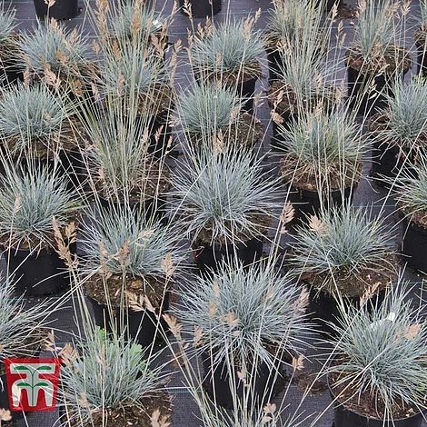Festuca Glauca 'Elijah Blue' 7 Festuca Glauca 'Elijah Blue' - Image 5